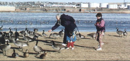 Two girls, Oma and geese